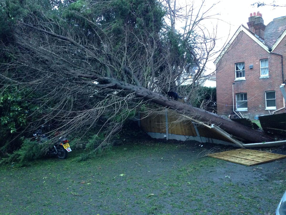 Pictures taken by Daily Echo photographers and readers after heavy rain and strong winds hit Dorset on December 23 and 24, 2013. A fallen tree in Westby Road sent in by reader.