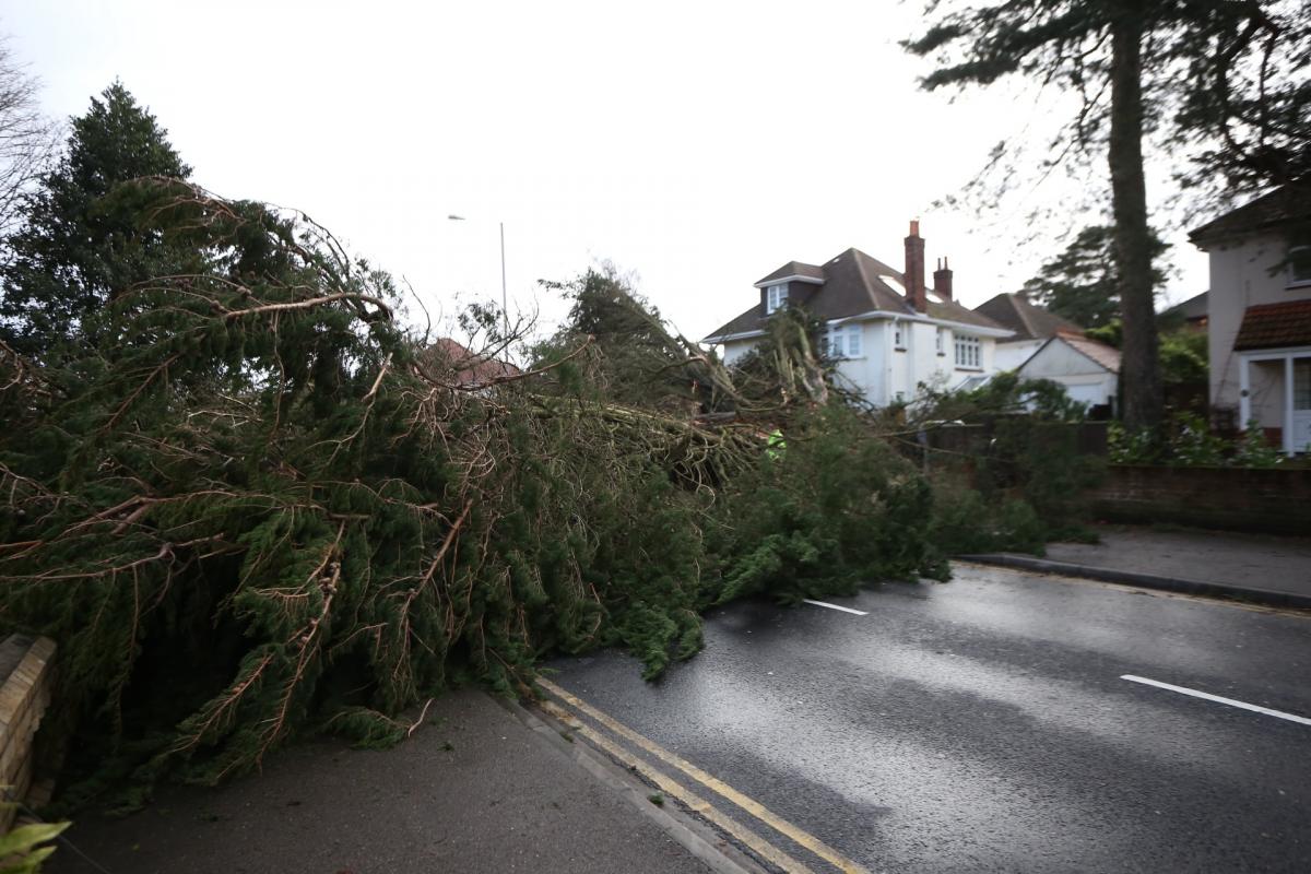 Pictures taken by Daily Echo photographers and readers after heavy rain and strong winds hit Dorset on December 23 and 24, 2013. Tree down on Penn Hill Avenue.