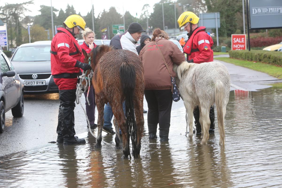Pictures taken by Daily Echo photographers and readers after heavy rain and strong winds hit Dorset on December 23 and 24, 2013.  Ponies rescued after flooding at the Gladelands Caravan Park near Ferndown. 