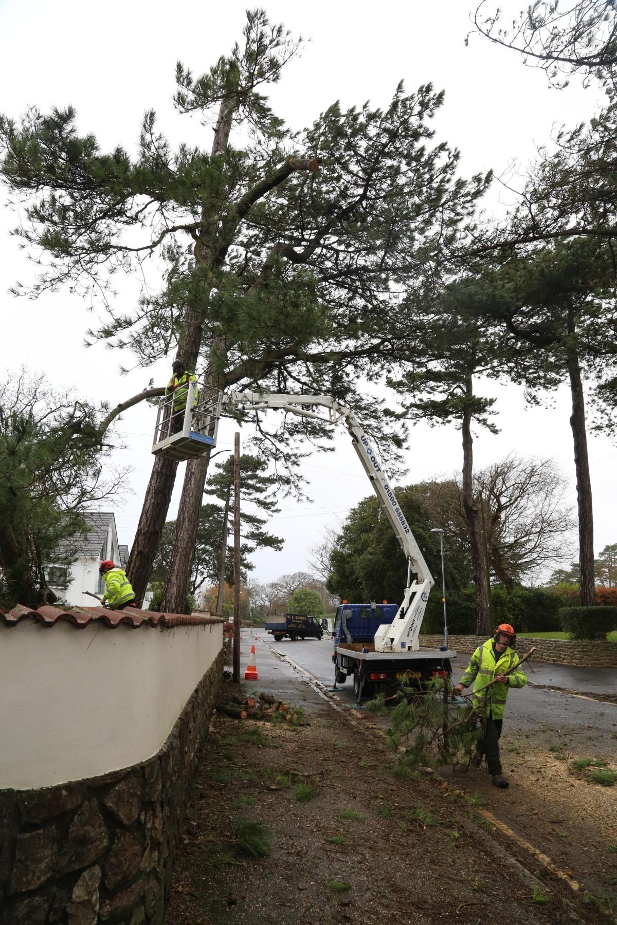 Tree surgeons remove a pine tree in Wharncliffe Road, Highcliffe after it was deemed unsafe .  