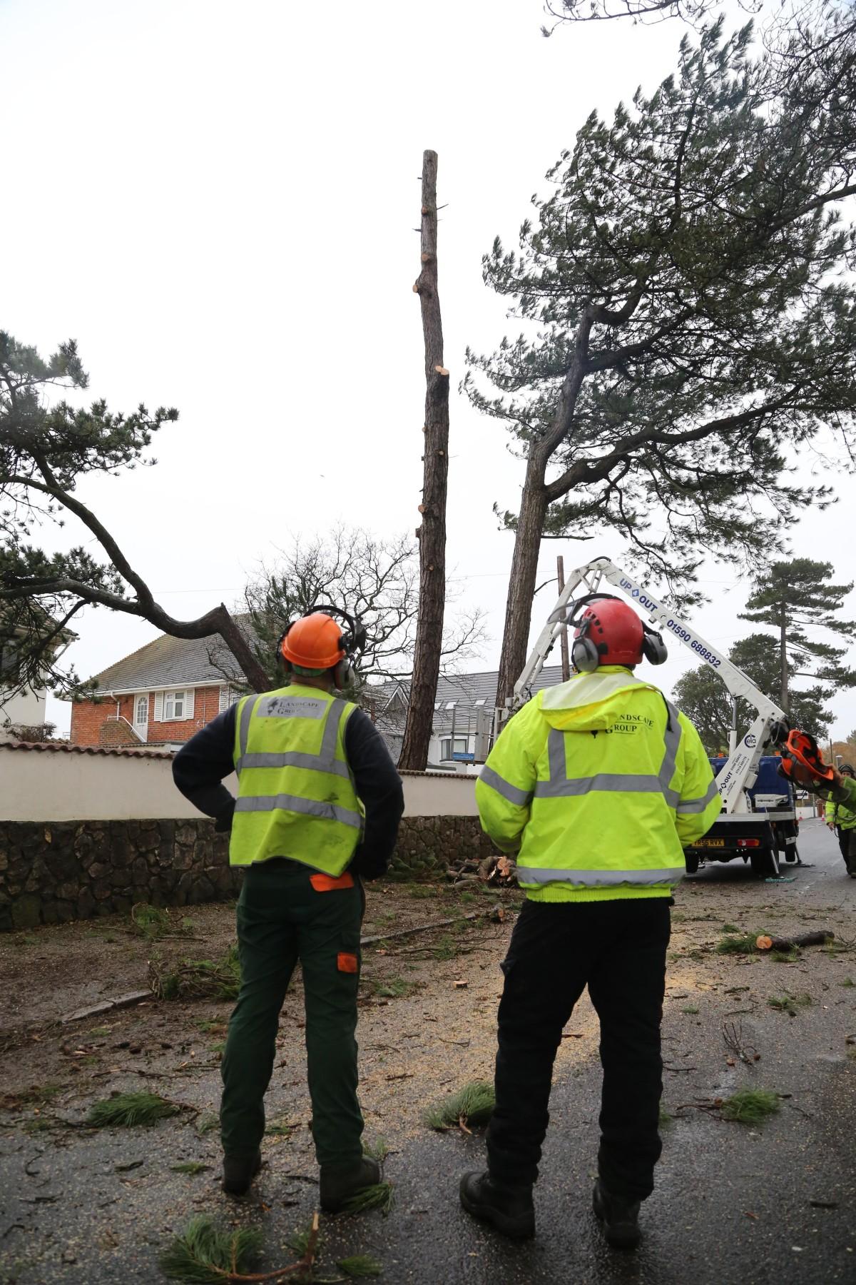 Tree surgeons remove a pine tree in Wharncliffe Road, Highcliffe after it was deemed unsafe. 