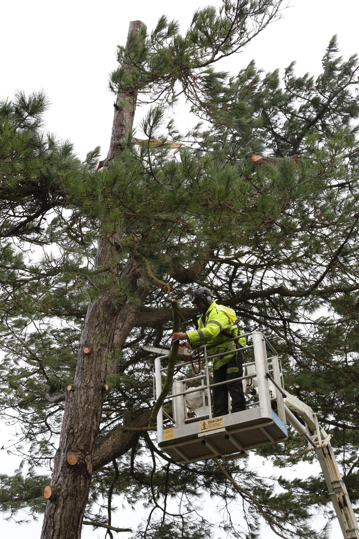 Tree surgeons remove a pine tree in Wharncliffe Road, Highcliffe after it was deemed unsafe. 
