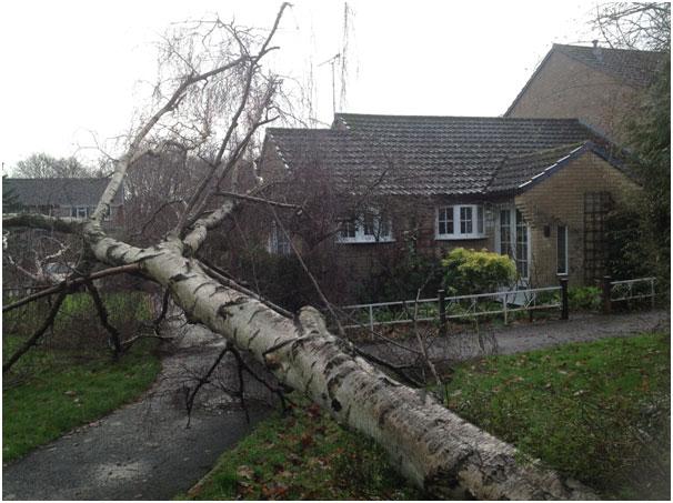 A fallen silver birch tree narrowly misses a bungalow on Cheviot Way in Verwood. Picture by Ken Nicklen.