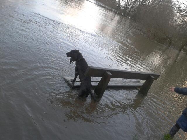My dog Moxie trying to find her stick in the River Stour in between the rain showers! Picture by Natalie Carr in Throop 