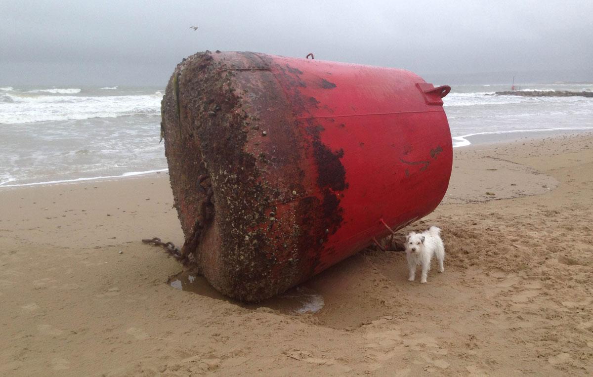 Photo of Bilko next to a washed up Port buoy, by Nidge Dyer of Canford Cliffs.