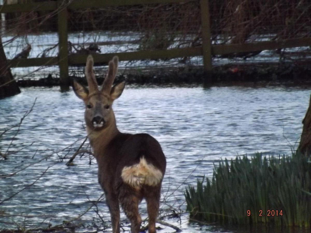 Deer stranded in riverside park at Ringwood by Alan Dunn