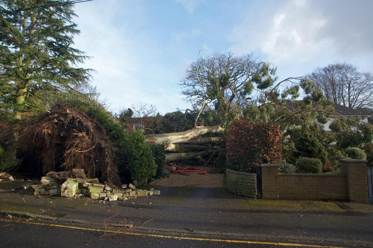 Daily Echo reader photos of the storm and damage left behind after severe weather swept through Dorset on February 14 and February 15. Tree down in Talbot Woods from Vincent Blood