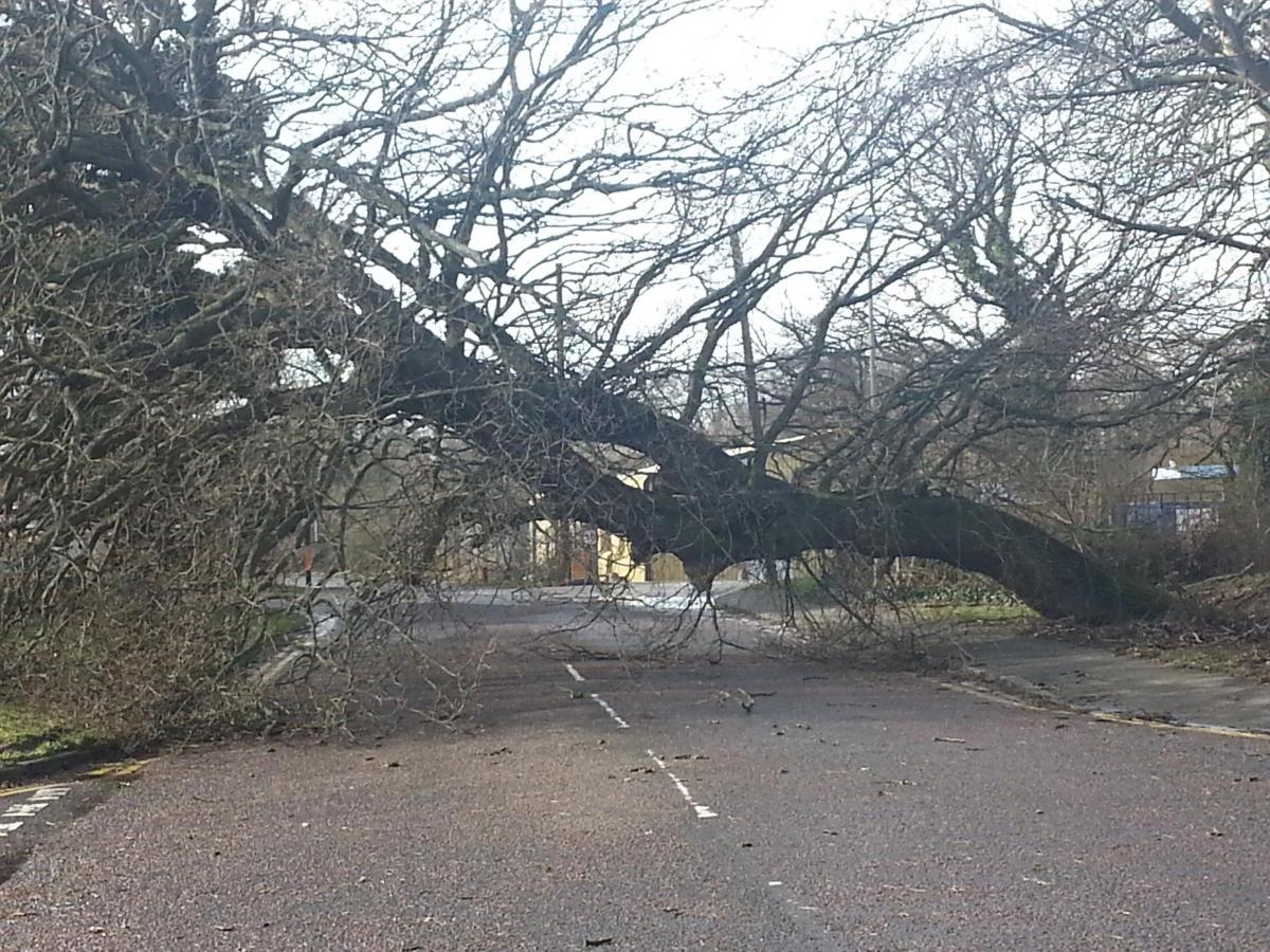 Daily Echo reader photos of the storm and damage left behind after severe weather swept through Dorset on February 14 and February 15. Debbie Cook picture of tree down in Somerford