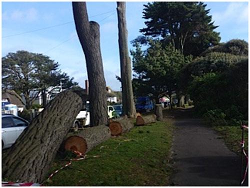 A fallen tree at Friars Cliff. Picture by Judy Burdett.