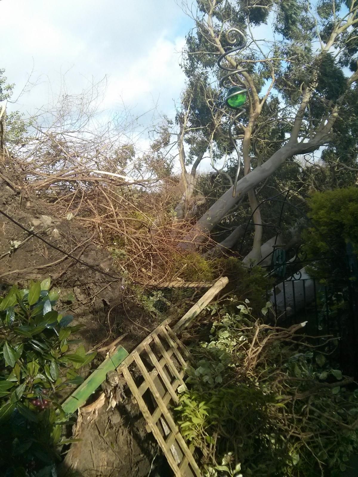 Daily Echo reader photos of the storm and damage left behind after severe weather swept through Dorset on February 14 and February 15. 40ft tree falls in elderly couple's garden in Wimborne. Picture by Katie Libby.