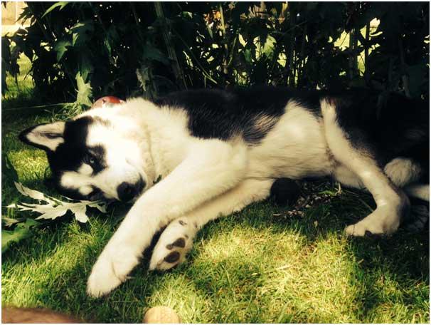 Picture by Russell Watling of his 9 year old Siberian Husky called Little Bear trying to find some shade in the hot sun