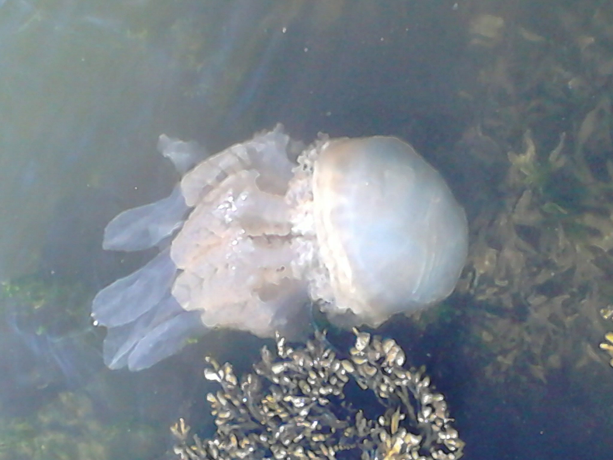 Giant jellyfish invade Dorset - gallery - from Bournemouth Echo