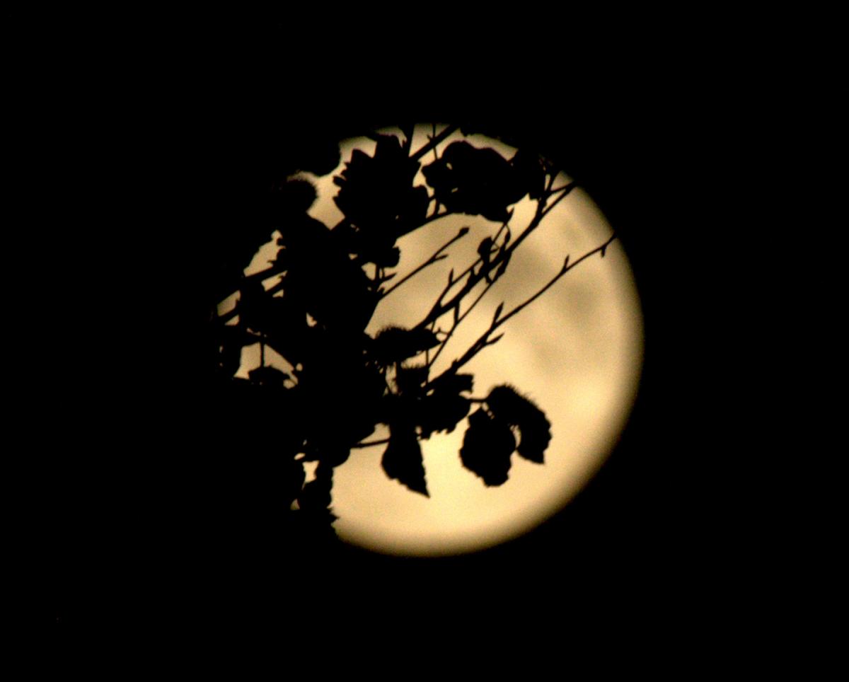 Supermoon over New Milton. Picture by Tina Endall. 