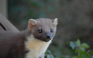 Forestry England has announced the successful return of the pine marten to all parts of the New Forest.