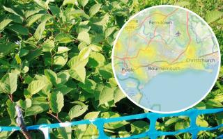 There are plenty of occurrences of Japanese Knotweed that have been reported around Dorset