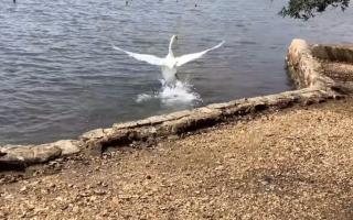 Now, after two weeks of rehabilitation, the swan has re-entered Poole Park to roam free.