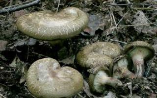 Friends of Kinson Common: Come along to fungi walks