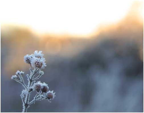 Frost at the River Stour by Daniel Wilding