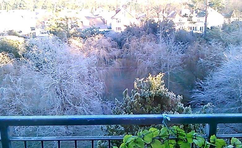 Frost at Coy Pond Gardens by Lauren Hopkins