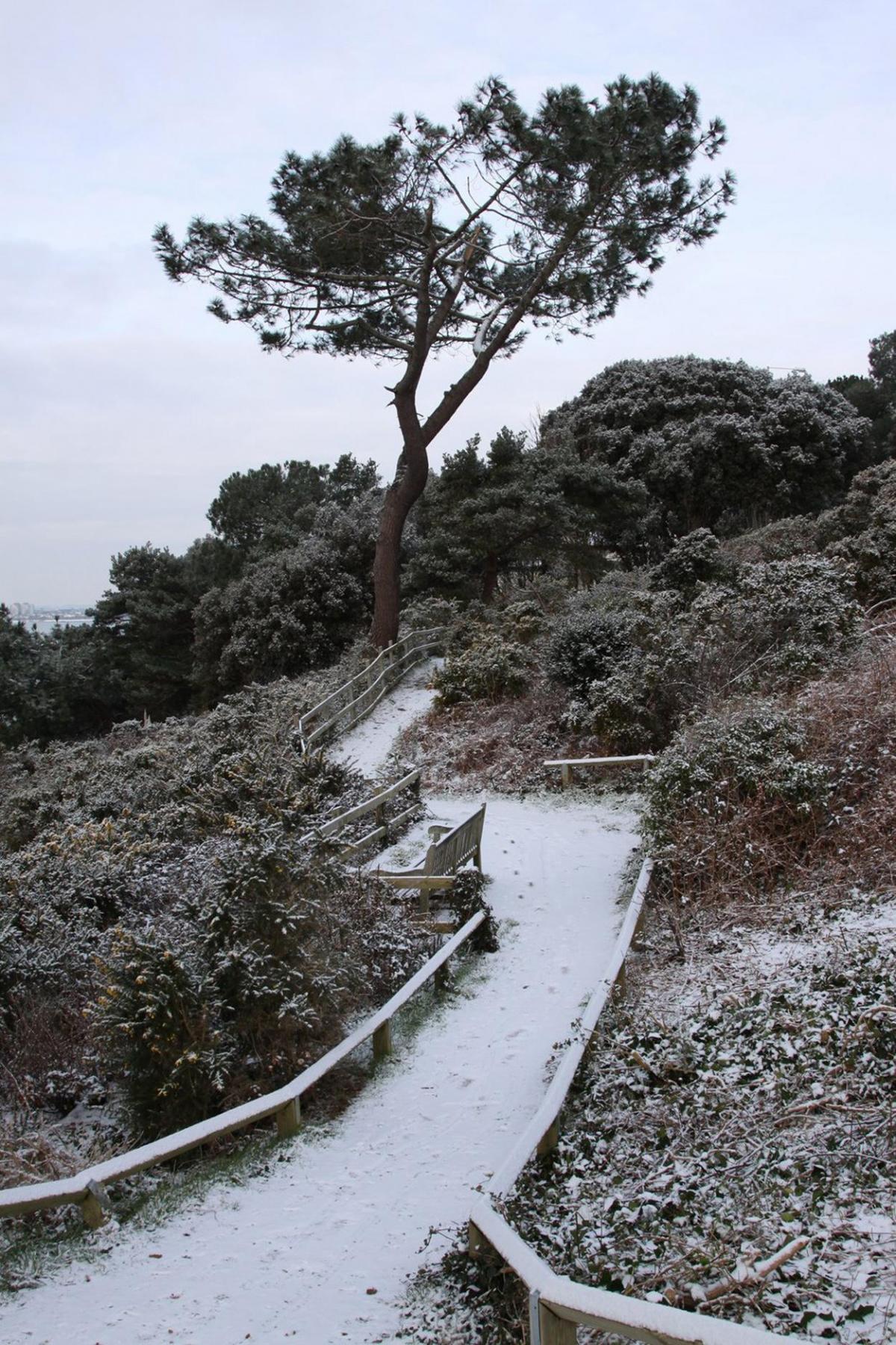 Pictures of snow taken on 3 February, 2015. Andrew Orman took these images this morning  after the snowfall at Evening Hill.