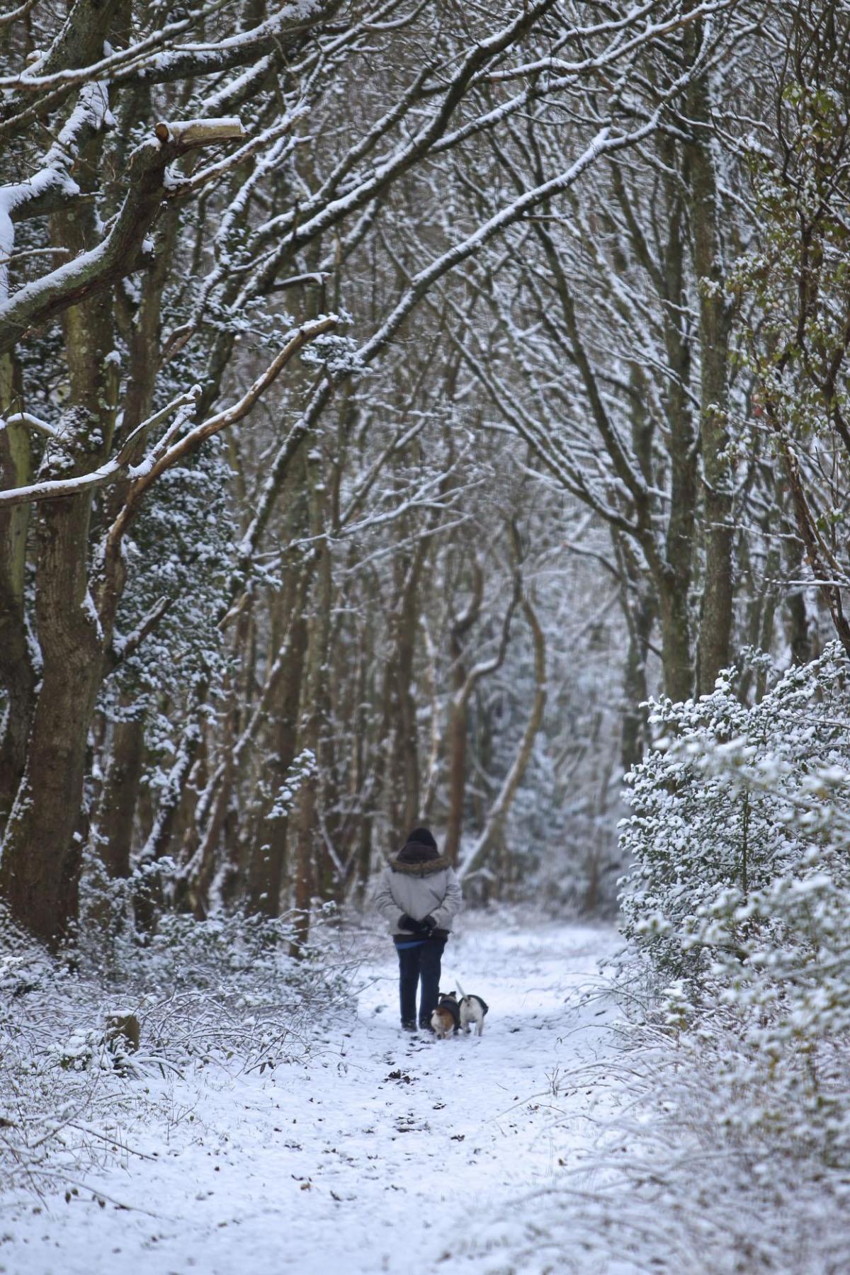 Pictures of snow taken on 3 February, 2015.A dog walker walking in the snow in Upton. Picture by Sam Sheldon