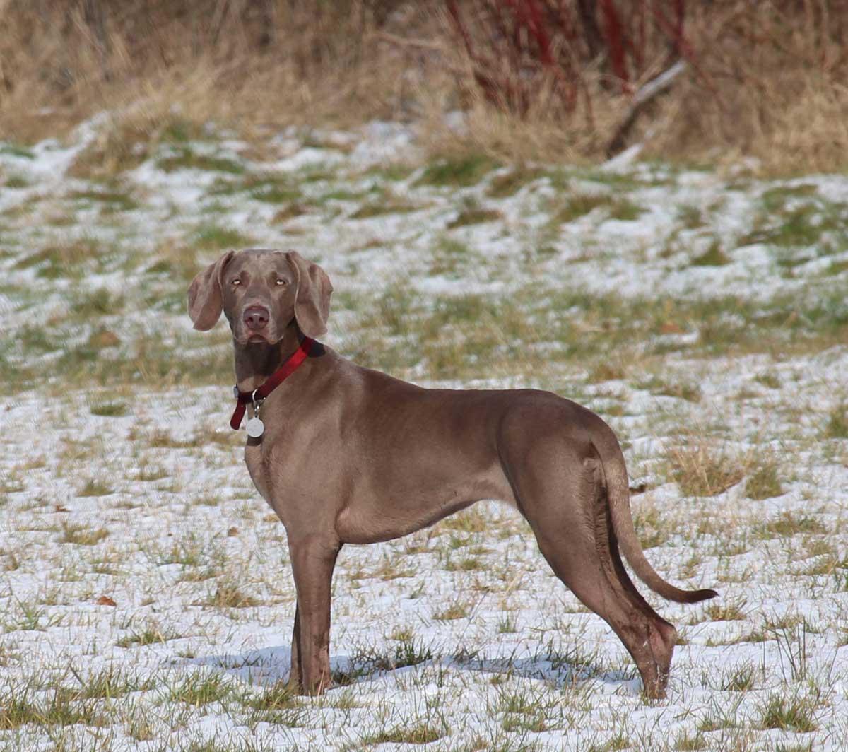 Bella, the Weimaraner in the snow By David Shelton