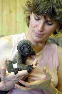 INVITATION: Dr Alison Cronin with a baby woolly monkey - 366775