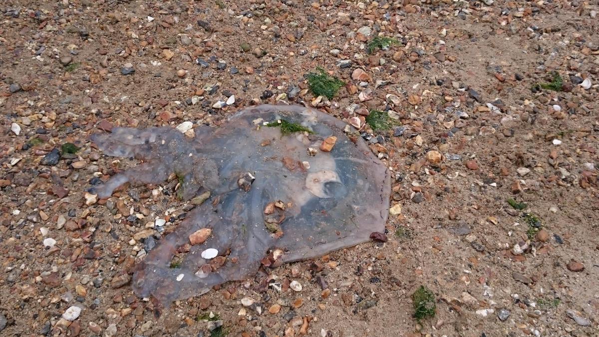 Jellyfish spotted at Hamworthy by Lisa Rhodes