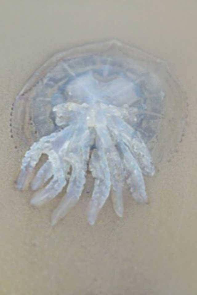 Jellyfish found at Ballard Down. Picture by Ben Tookey