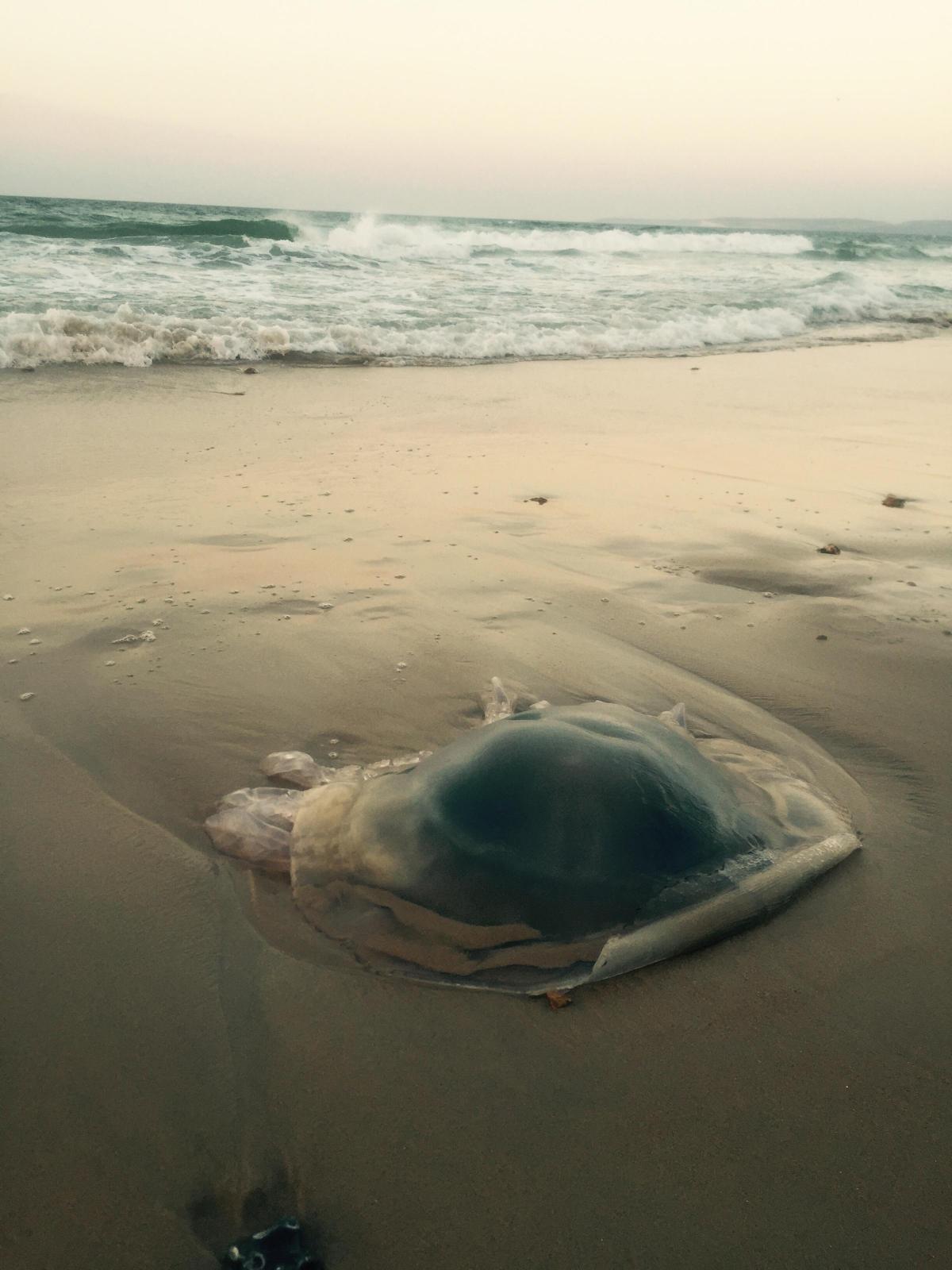 Jellyfish spotted at Southbourne. Picture by Neli Radeva
