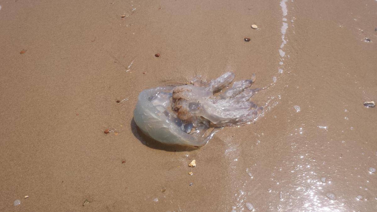 Reader pictures of barrel jellyfish spotted across Dorset 