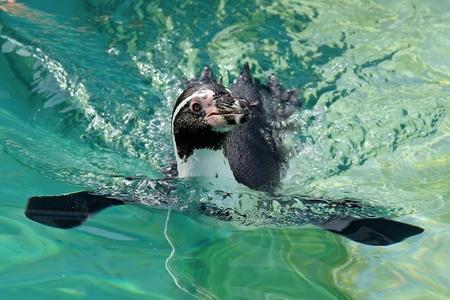 Oceanarium's new penguin enclosure to open Tuesday after delay