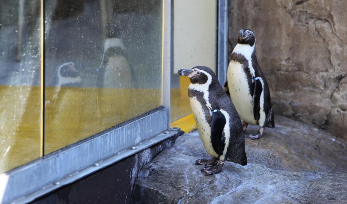 Penguins arrive at Bournemouth Oceanarum