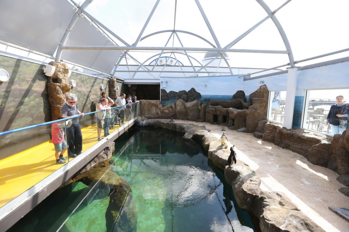Penguins arrive at Bournemouth Oceanarium. Pictures by Richard Crease