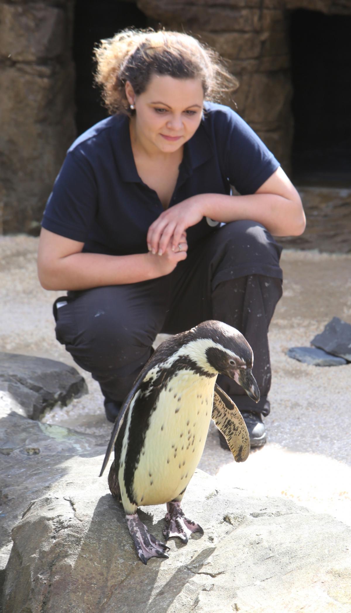Penguins arrive at Bournemouth Oceanarium. Pictures by Richard Crease