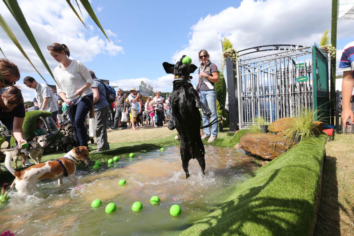 Day three of the 2015 New Forest Show. Pictures by Sam Sheldon. 