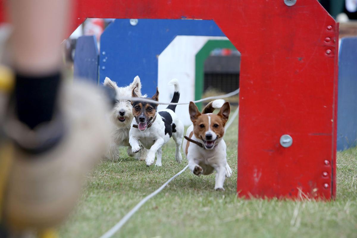 All the pictures from the 2015 Poole Town and Country Show. Pictures by Sam Sheldon