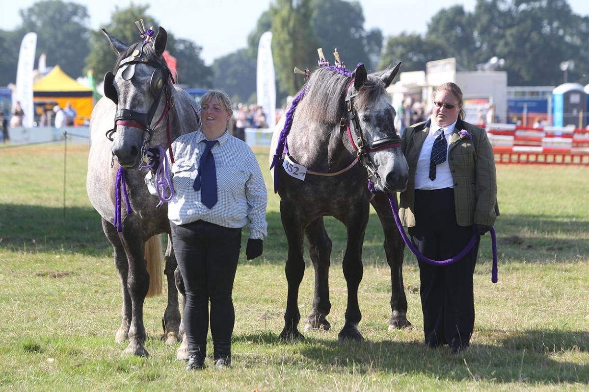 All the images from the Ellingham and Ringwood Show 2015
