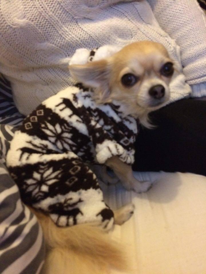 Milo in his festive onesie from Charlie Geraghty