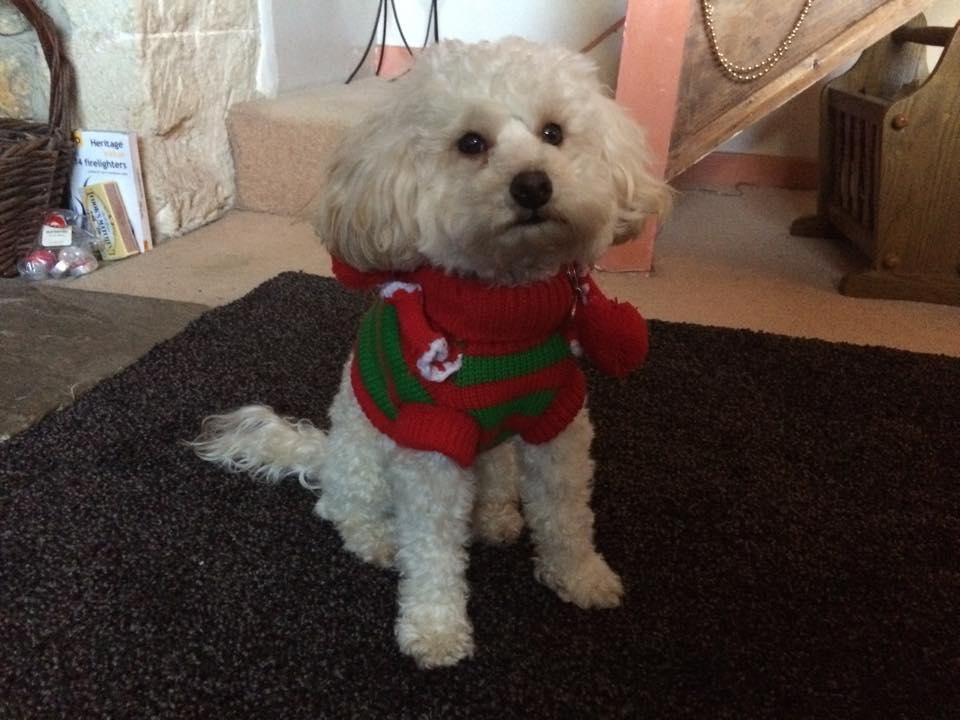 Humphrey the toy poodle sent in by Chris Howard
