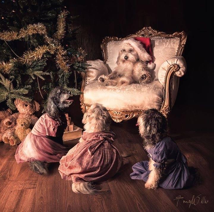 Tracy Willis' dogs in their Christmas picture