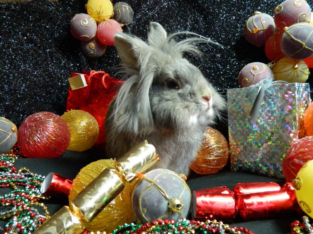 A festive bunny sent in by Sara Thornton