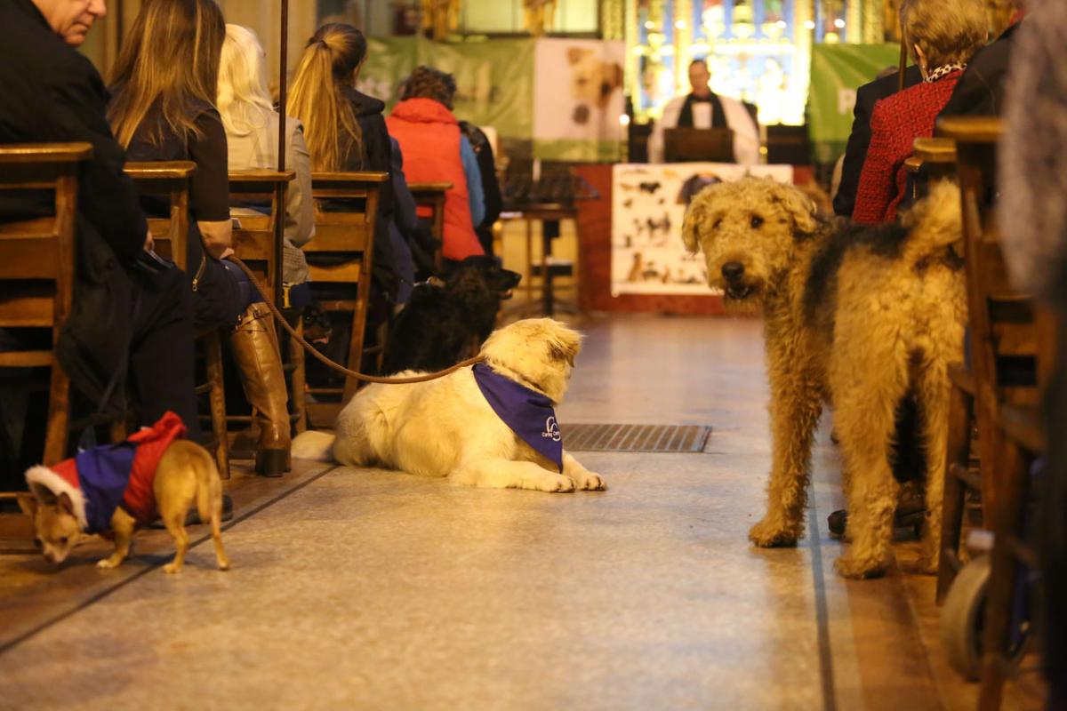 All the pictures from the animal Christmas carol service 