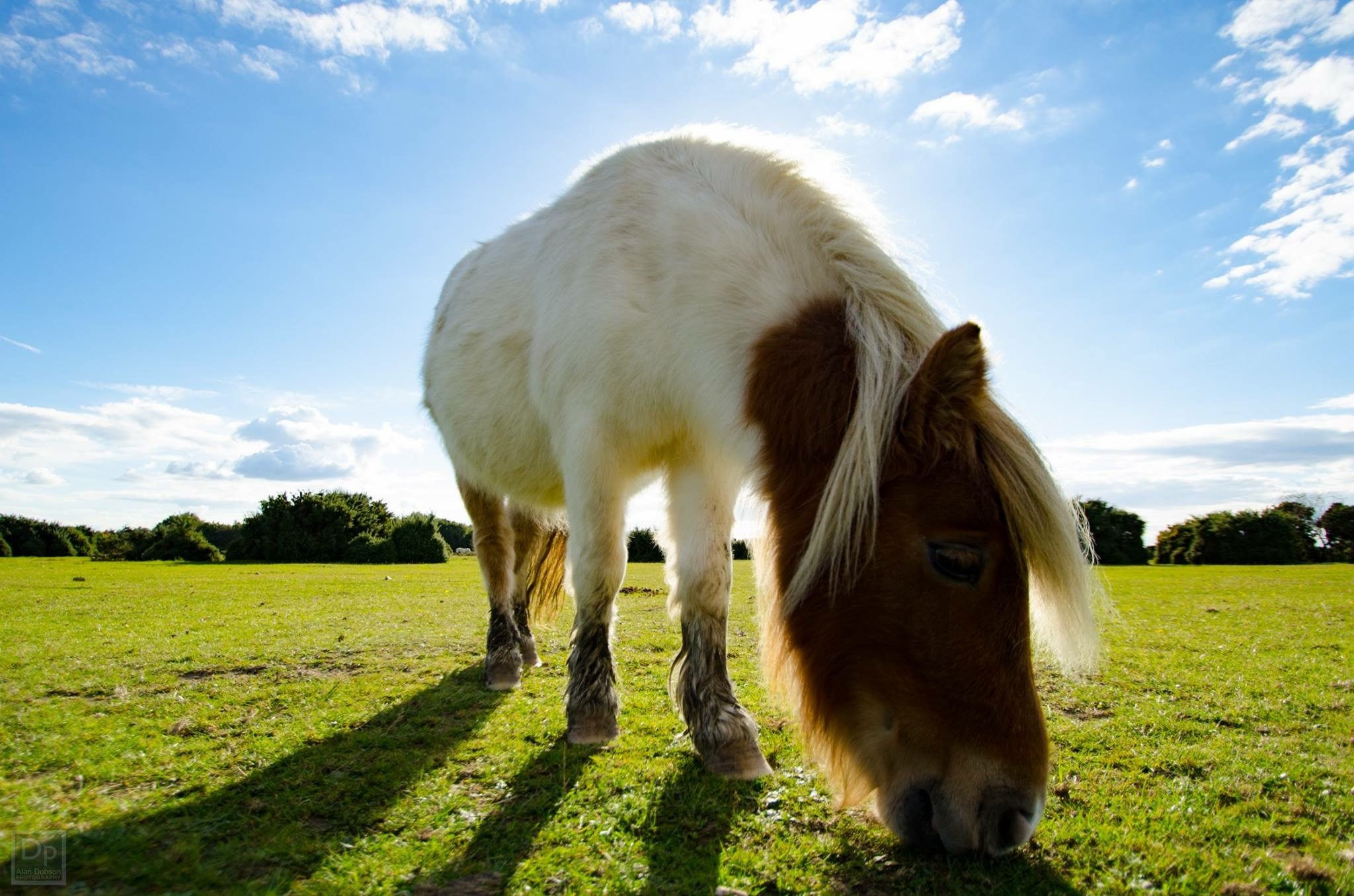 Picture of the Day: Pony grazing in the New Forest - Bournemouth Echo