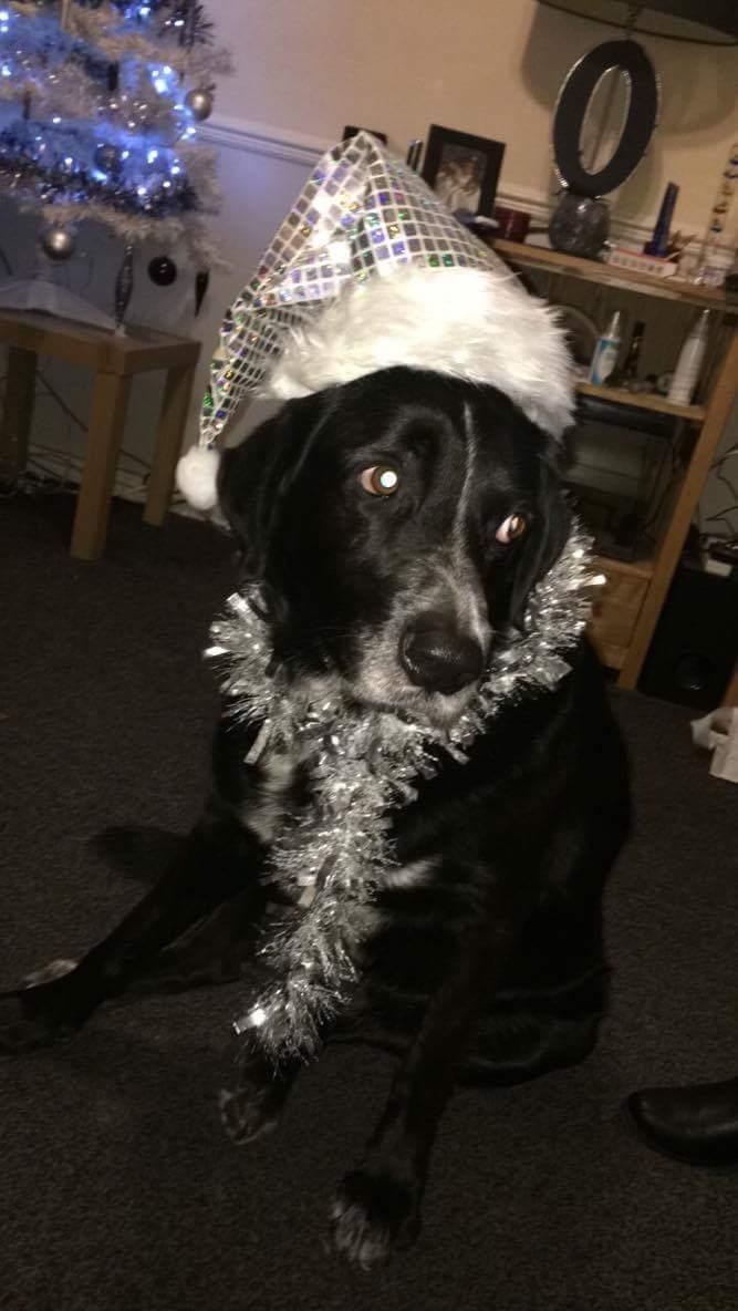 Prince in his Christmas hat 