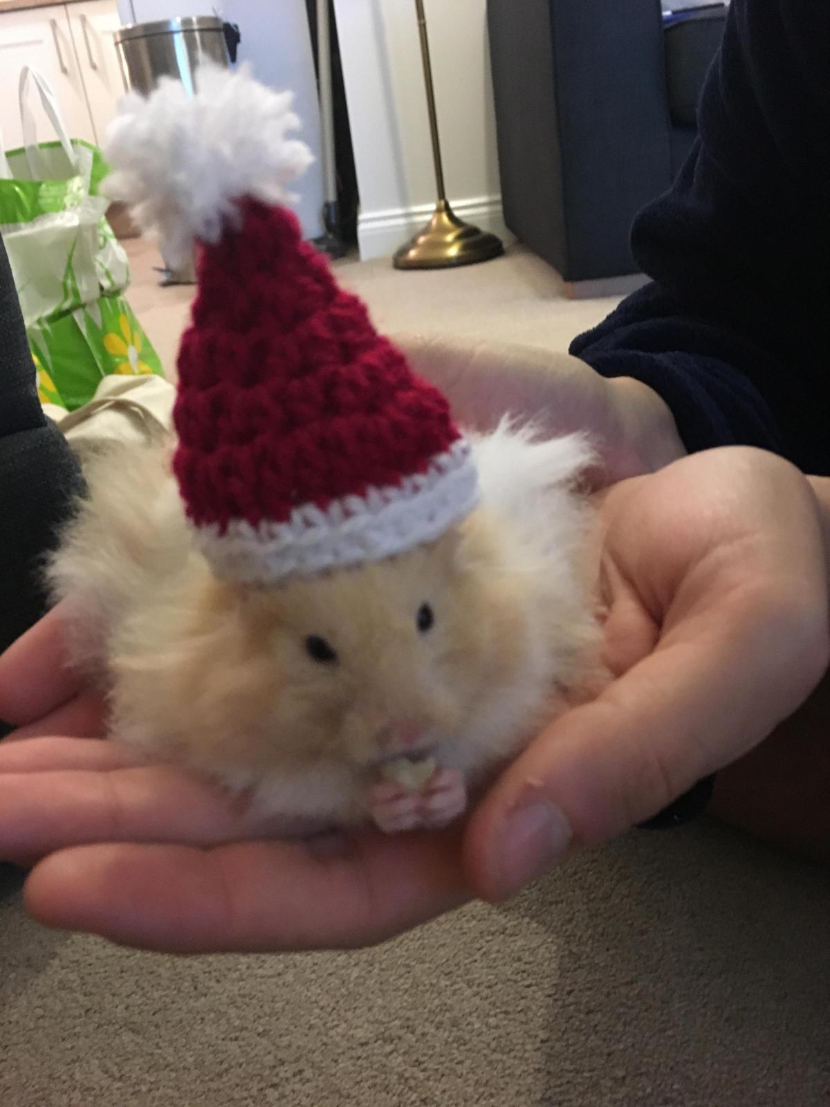 Nando the hamster. Picture from Gemma Romsey