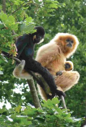 Tia Nang, the golden-cheeked gibbon