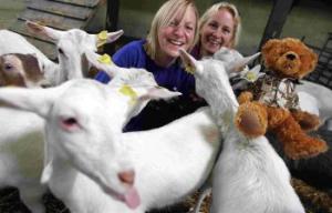 JUST KIDDING: Nicky Croom (Centre) who has set herself the target of raising £100,000 for charity (Help for Heroes and Cancer Research) with Sandra Palmer of Farmer Palmers where a goat-themed fun day will be held