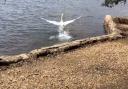 Now, after two weeks of rehabilitation, the swan has re-entered Poole Park to roam free.