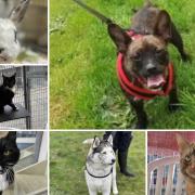 Can you give any of these Dorset RSPCA pets a home?